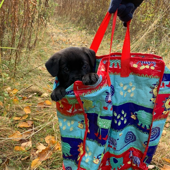 Meet your Posher, Roxanne - Picture 4 of 5